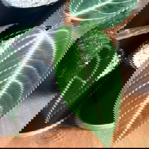 Fanciest Anthuriums 16