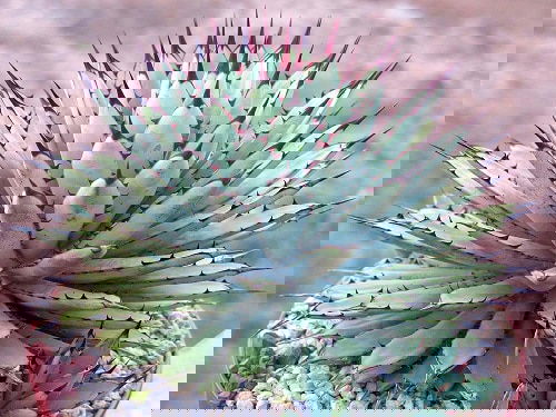 Most Beautiful Indoor Agave Varieties