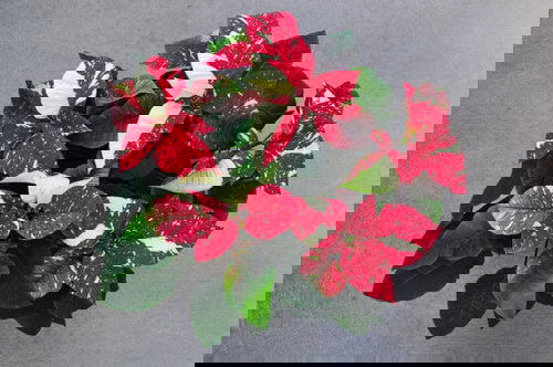 Types of Poinsettias 13