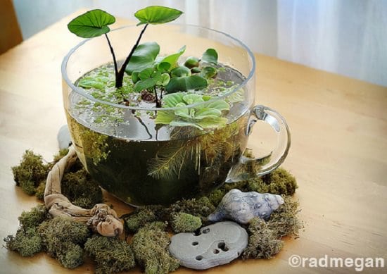 Indoor Tabletop Terrarium Water Garden