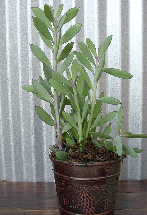 Best Senecio Varieties 6