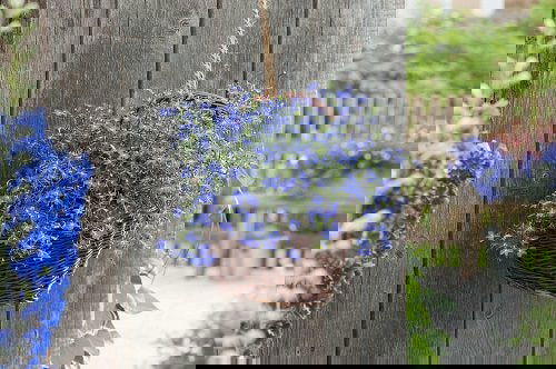 Best Hanging Basket Flowers 5