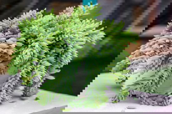 succulents for shade