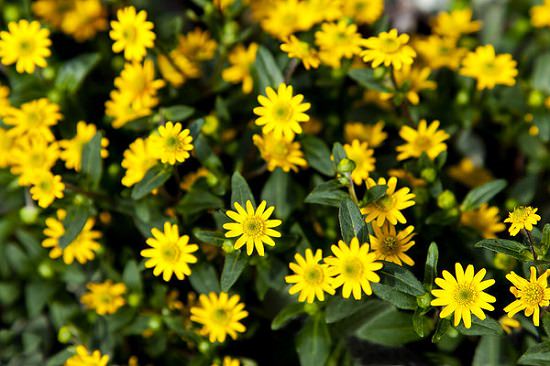 Cascading Flowers for Window Boxes that are simply outstanding
