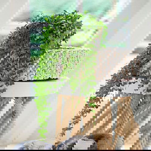 Pictures of Cascading Plants in Home 9