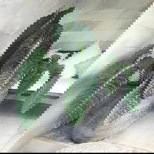 Fanciest Anthuriums 3