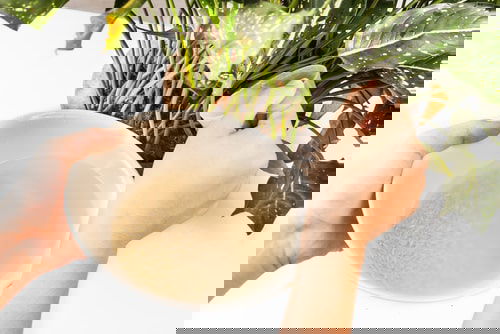 DIY Fertilizer Recipes from Food Scraps & Kitchen Leftovers 10