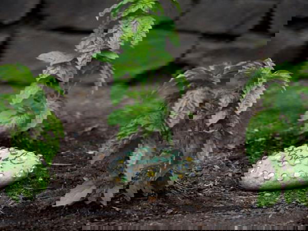 decorative garden idea