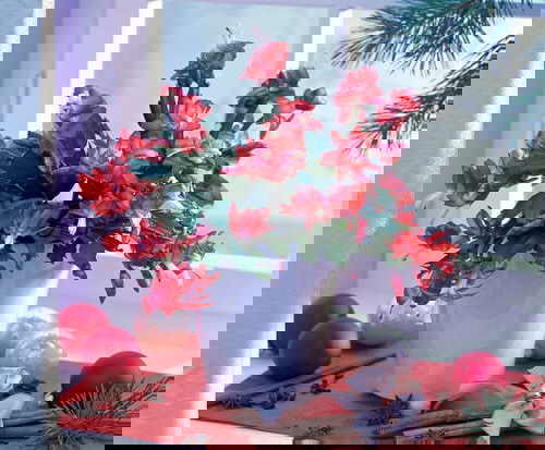 Different Types of Cactus Plants