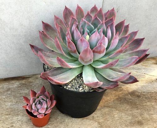 Best Echeveria Types 4