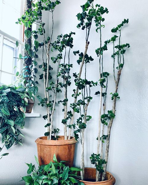 Pictures of Aralia Houseplants 5