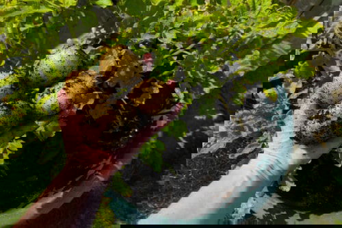 Things to Grow for Tastiest Burger Ever 3