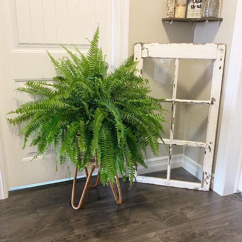 Pictures of Cascading Plants in Home 12