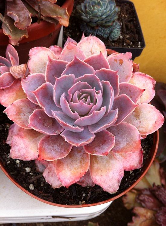 Colorful Succulents 9