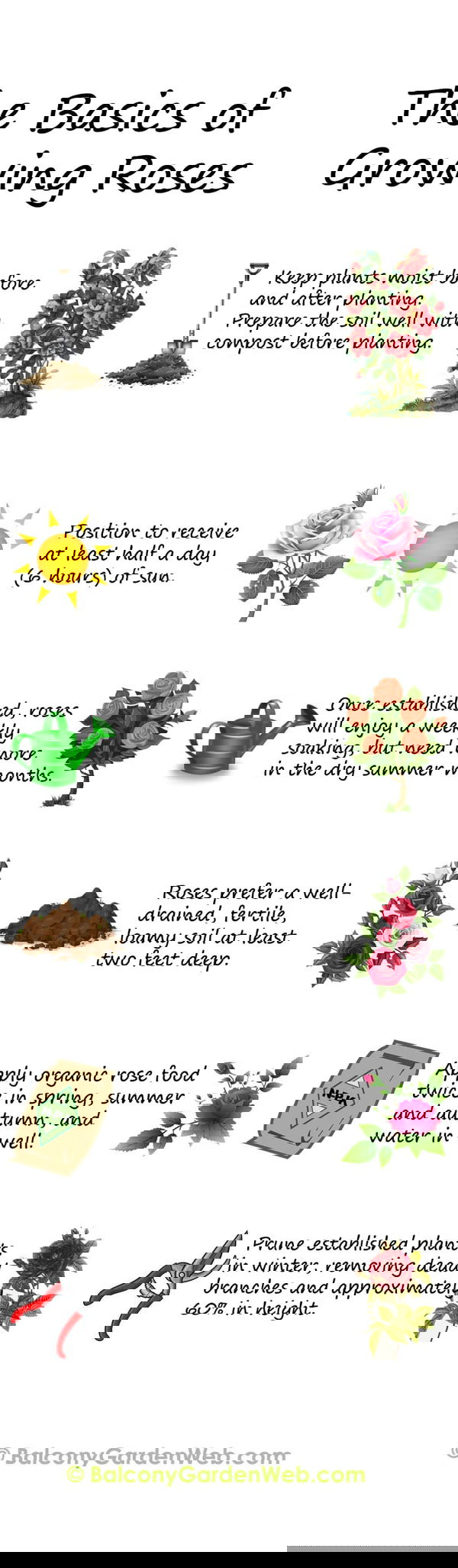 The basics of growing and planting roses. More amazing info in this post.