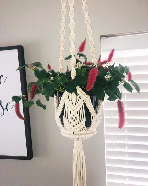 Plants to Grow in Macramé Plant Hangers 11