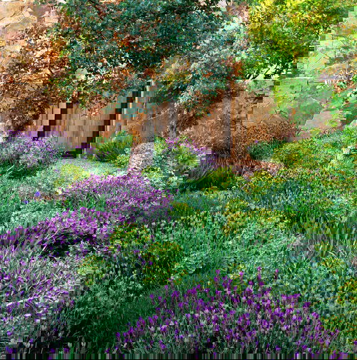 Landscaping with Lavender 13