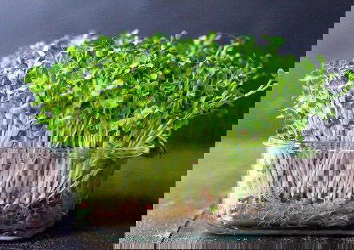 Seeds to Sow for Food in Less than a Month 5