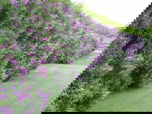 Fast Growing Privacy Shrubs 2