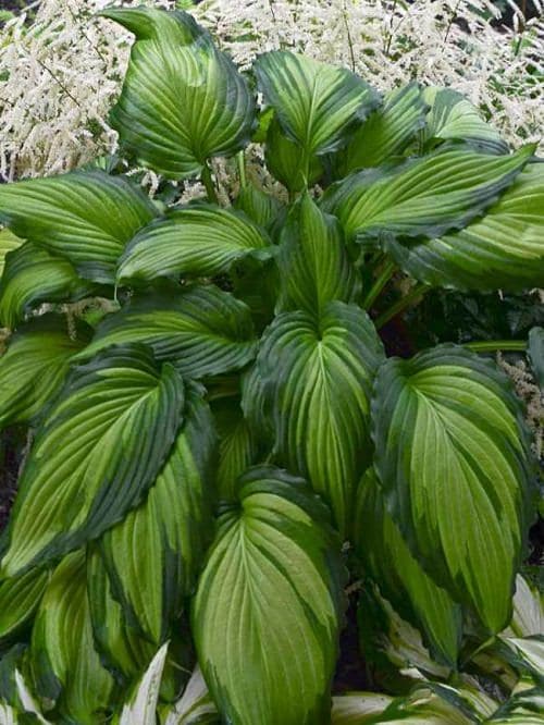 Types of Hostas 9