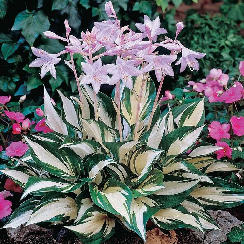 Ornamental Plants for Shade 8