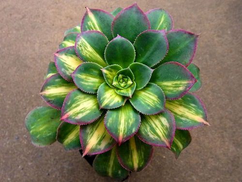 Best Aeonium Types 9