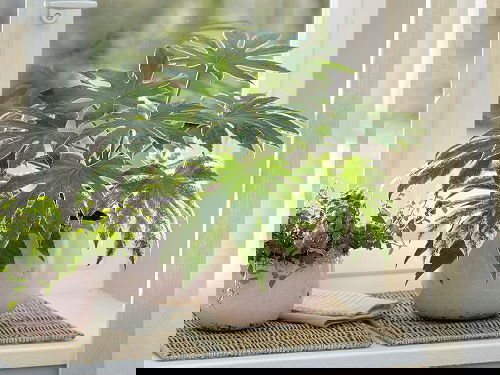 Indoor Plants for East Facing Windows