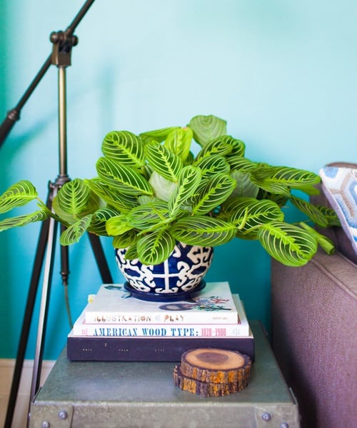 Pin Worthy Houseplant Pictures 40