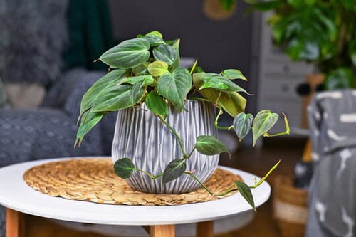 Pin Worthy Houseplant Pictures 18