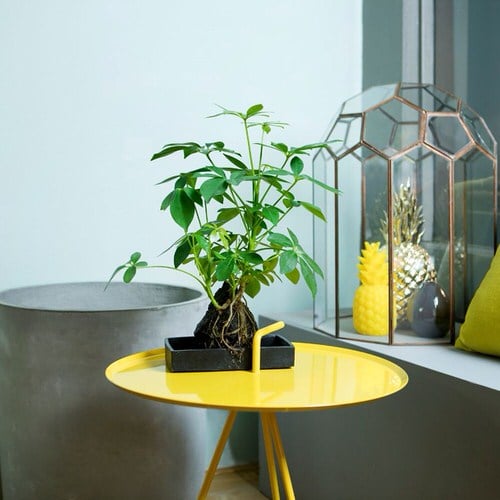 Tiny Tabletop Garden Ideas 3