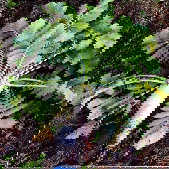 Asian Vegetables to Grow 2