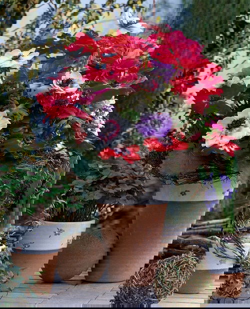 Flowers that Look Like Roses 7