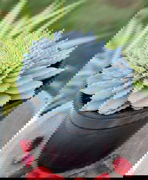 Best Blue Succulents 8