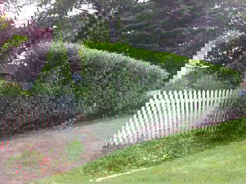 Fast Growing Privacy Shrubs 11