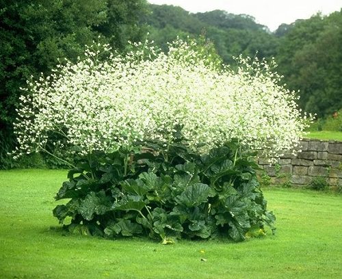 Big Leaf Outdoor Plants 3