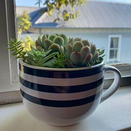 Coffee Mug Planter Ideas 7