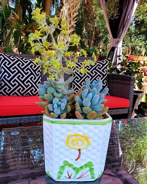 Best Blue Succulents 6