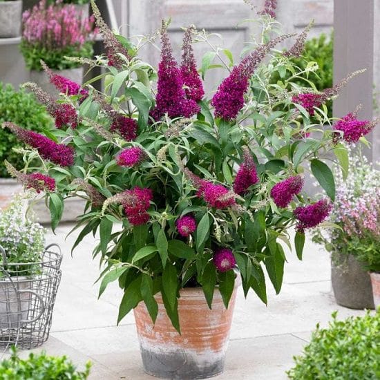 Best Flowers to Plant in Florida 13