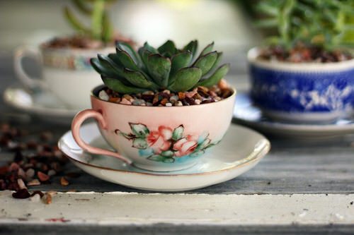 Coffee Mug Planter Ideas 2