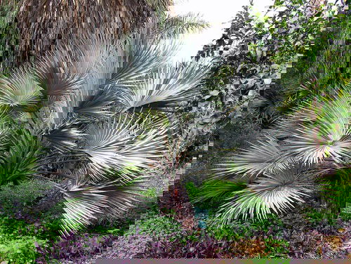 Types of Palm Plants 18