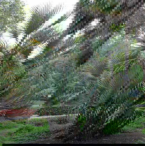 Types of Palm Plants 26