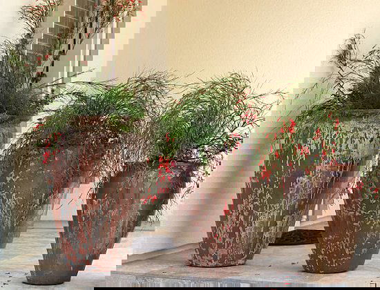 Best Architectural Plants to Grow in Containers 8