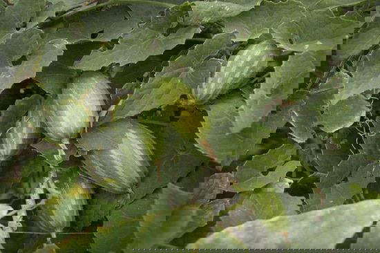 Asian Vegetables to Grow 20