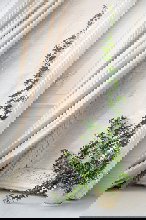 Pictures of Cascading Plants in Home 3