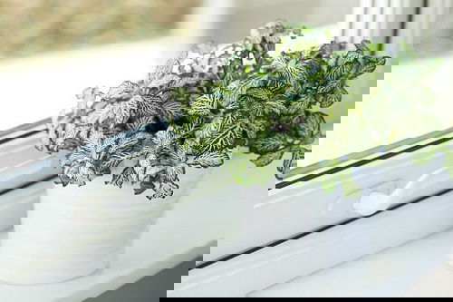 Best Indoor Plants for East Facing Windows 6