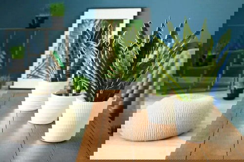 Most Attractive Houseplants for Decorative Purpose 5