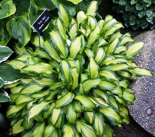 Types of Hostas 16