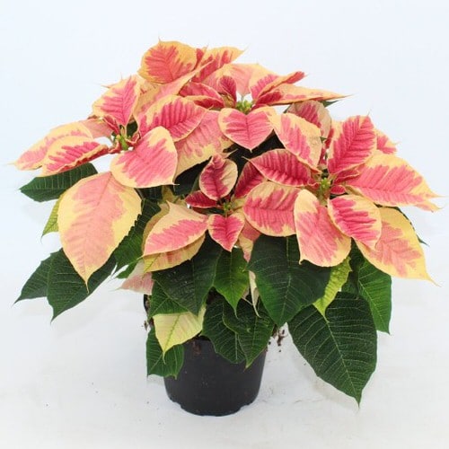 Types of Poinsettias 2