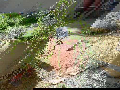 Most Popular Types of Euphorbia Varieties 16