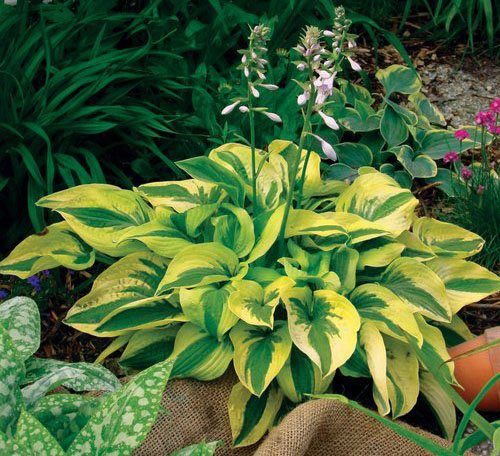 Types of Hostas 26